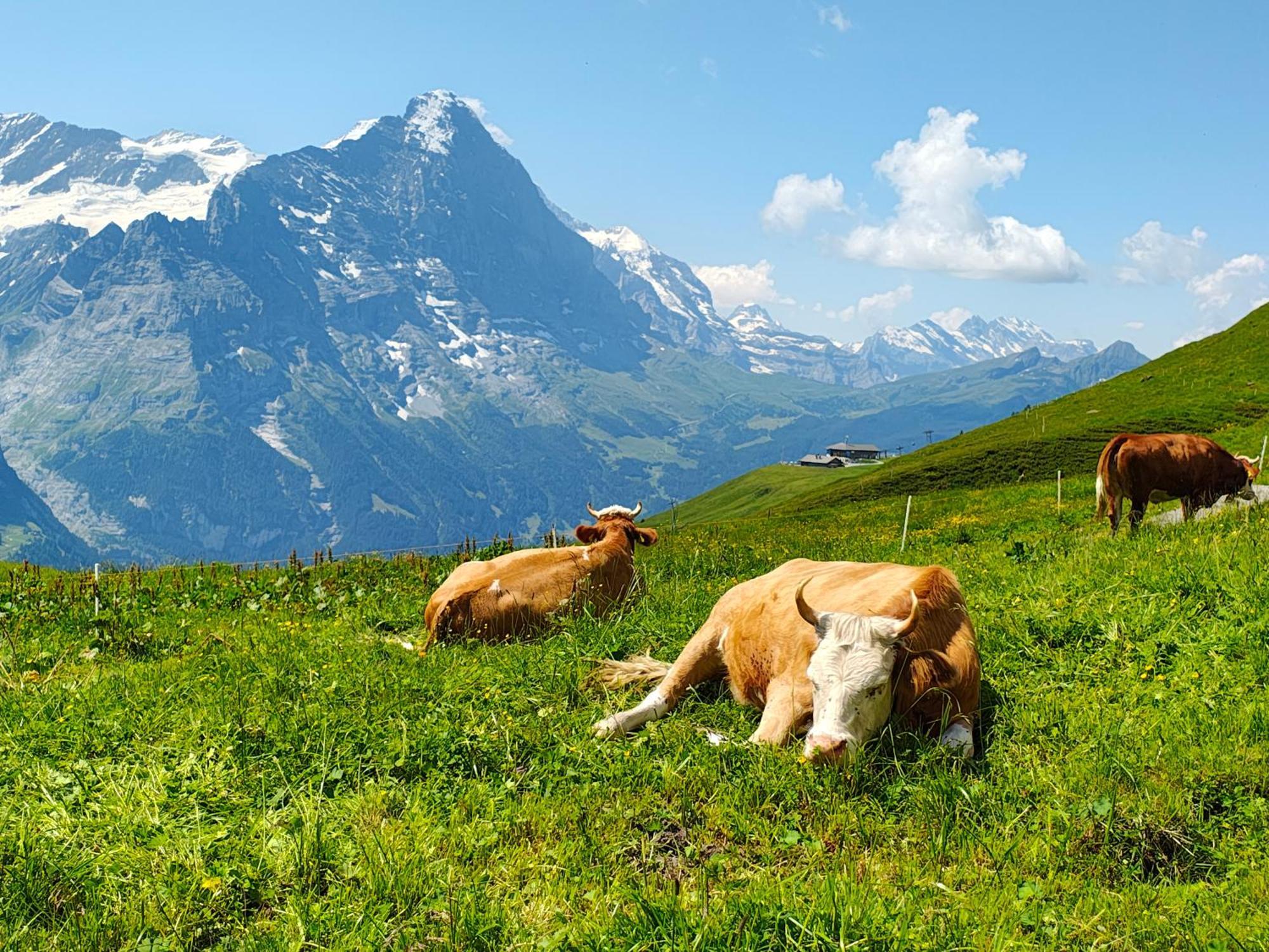 Chalet Schwendiboden Grindelwald Exteriér fotografie